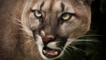 Eerily Close Encounter With SoCal Mountain Lion Has Many People Scratching Their Heads (Video)