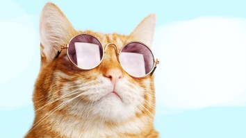 Drug-Smuggling Cat Busted Trying To Sneak Crack Cocaine, Weed Into Prison