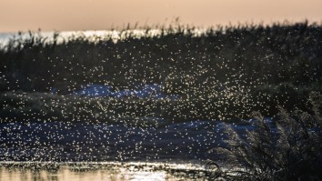 These Suffocating Clouds Of Blood-Thirsty Mosquitoes Are One More Reason To Never Visit Russia (Video)